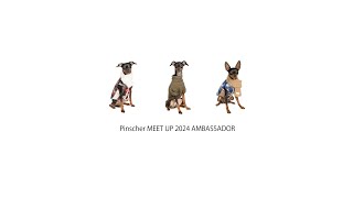 Pinscher MEET UP 2024 AMBASSADOR 意気込み