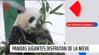 Pandas gigantas disfrutaron de la nieve en China | 24 Horas TVN Chile