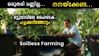 ഒരുതരി മണ്ണില്ല വീട്ടിലേക്കുള്ളതെല്ലാം ഈ മട്ടുപ്പാവിലുണ്ട് | മട്ടുപ്പാവിലെ ഹൈടെക് പച്ചക്കറിത്തോട്ടം