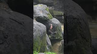 Chimpanzee/Pan troglodytes/Taipei Zoo