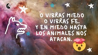 😦Cuando vibras miedo☹️ ni los perros 🐕 se quieren acercar🙄☹️ #leydeatraccion #leydeasuncion