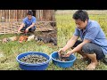 Seafood in the field.Collect snail,field crabs to sell-my geese, chickens were infected/XuanTruong