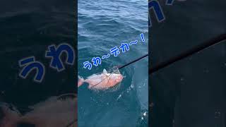 玄界灘で大鯛来た！#shorts #ショート#釣り #玄界灘 #fishing #木鶏丸#タイラバ