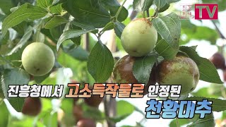 미림원예종묘 천황 대추 수확 및 재배  궁금증 해결~