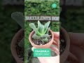 Succulents Box April 2022 unboxing