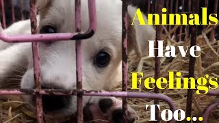 Animals Have Feelings Too | Azlan Shah | Emotional