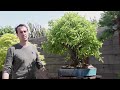 valentin brose student of master kunio kobayashi designs his own bonsai and bonsai garden now