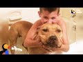 Pit Bull Rescued From Dog Fighting Is The Best Big Sister - KARMA | The Dodo Pittie Nation