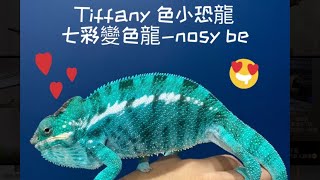 七彩變色龍-tiffany 飼養日常~#變色龍 #chameleon #爬蟲#reptiles #creature #lizard