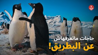 خمس حاجات ماتعرفهاش عن البطريق 🐧