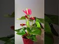 ✅ Las 8 mejores PLANTAS DE INTERIOR♻️ PARA DE CORAR tú hogar ✝️ y Purifican el AIRE❇️#shorts