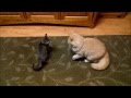 Kitten playing with adult cat