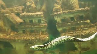 Tiger Moray Eel Fish in Aquarium