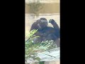 little gorilla kintaro wants to stay with mom genki 【kyoto city zoo】