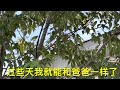 the first day of baby cardinal 小红鸟离巢第一天