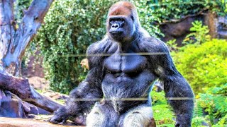 10 Most Powerful Animals on Planet Earth