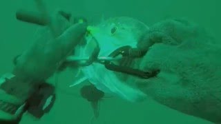 22-mar-16 Spearfishing trip to Span 10