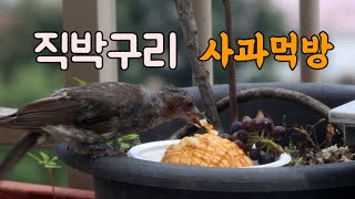 직박구리 사과 먹방 ㅣ직박구리 울음소리ㅣKorean Birds