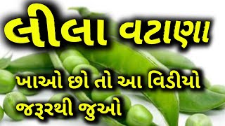 જો તમે શિયાળામાં લીલા વટાણા ખાવો છો તો આ વિડીયો જરૂરથી જુઓ