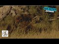 Stunning Hunt for Cape Buffalo in Botswana