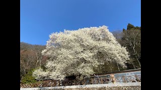 超讚觀霧山莊背包客房一泊二食賞櫻之旅還看到野生山羌