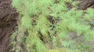 Chinese Tamarix, Weedy tree of Ouray, Colorado, USA