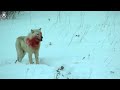 wild north america wolves’ fierce fights for survival and territory animal documentary