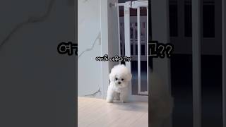 몰랐지.. 여기로 넘어 다닐 줄은.. #강아지 #비숑 #bichonfrise #cute