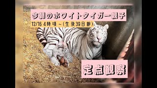 12/16 【朝のホワイトタイガー親子　定点観察】 東武動物公園　公式YouTubeチャンネル