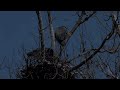 great blue herons battling wind and snow at rutland forest preserve 4 26 19 and 4 28 19