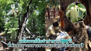 มหัศจรรย์ต้นจำปาขาว 700 ปี ที่พ่อขุนบางกลางหาวทรงปลูกยังยืนต้นอยู่! เปิดตำนานอัญมณี/สิ่งของฯ No.123