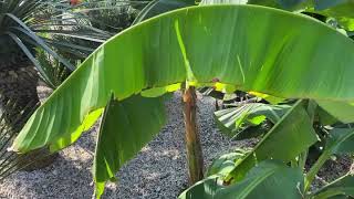 Palmy a Zahrady - Czech Republic - Zone 5 - Musa Sikkimensis RED TIGER  BABIES - Sept.14th 2020 -