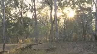 A morning in the Australian bush - nature sounds of nature