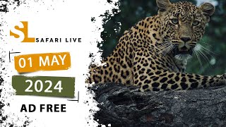 SafariLIVE Sunrise Safari - 01 May 2024 - AD FREE