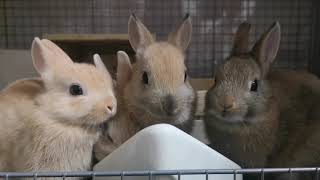 サークル遊びは飽きたっ！！【生後53日目】ネザー子うさぎ 成長記録