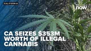 California seizes $353 million worth of illegal cannabis in statewide crackdown