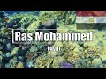 🇪🇬 Ras Mohammed, Egypt - Best Snorkeling