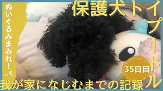 保護犬ノイちゃんを迎えて35日目 ぬいぐるみまみれノイちゃん｜保護犬を飼う｜トイプードル｜心を開くか！？｜鳴き声｜元繁殖犬｜