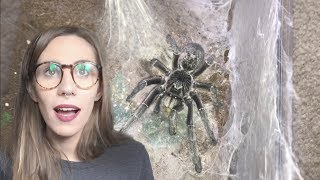 Feeding BIG TARANTULAS and some SNAKES