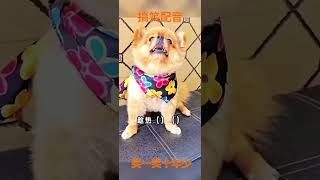 当你让小狗做成语填空！ #dog #pets #funnypets #petvideos #funny #chinese #memes