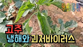 🌶고추재배1)) 냉해와 괴저바이러스~  증상, 예방과 처방하는 방법 주)A22,23번 4/말~5/14