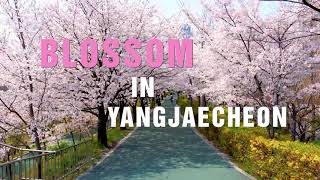 다가올 4월의 양재천(Yangjaecheon in April)