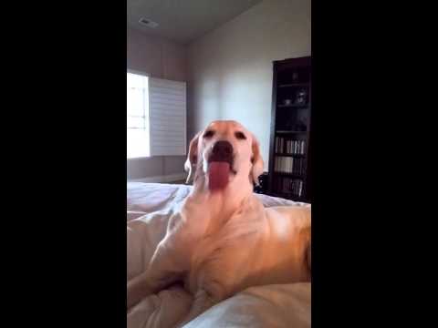 Dog air licking Dog air licking