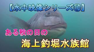 【 水中映像シリーズ ⑩ 】 ある秋の日の海上釣堀水族館