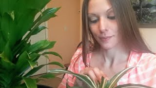 How to take care of Dracaena plants (Janet Craig) indoors🌿 Dealing with Fungus gnats