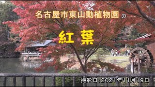 東山動植物園の紅葉(2021年11月19日撮影）　４K