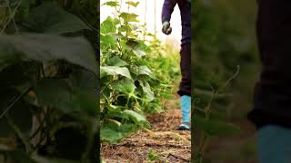 Hati-Hati Penggunaan Pupuk ZA agar Tanah dan Tanaman Produktif