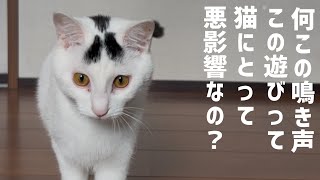 【衝撃】この鳴き声実はヤバいかも！普段やってた遊びが猫のストレスになっているかもしれない！#保護猫 #ねこ #猫のいる暮らし #ミルねーさん