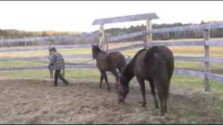 1st Round Pen Nurtural 'Lesson' in Nurtural Bitless Bridle