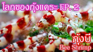 โลกของกุ้งแคระ EP.2 Bee Shrimp กุ้งบี